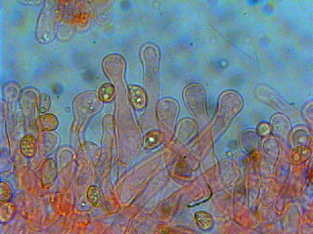 Tubaria hiemalis
